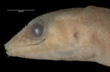 Media type: image;   Herpetology R-44380